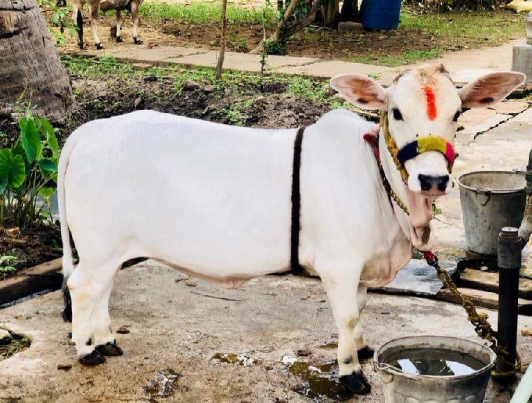 गाय को राष्ट्रीय पशु घोषित करने की मांग के बाद मदरसा शिक्षा पर कोर्ट ने उठाया सवाल