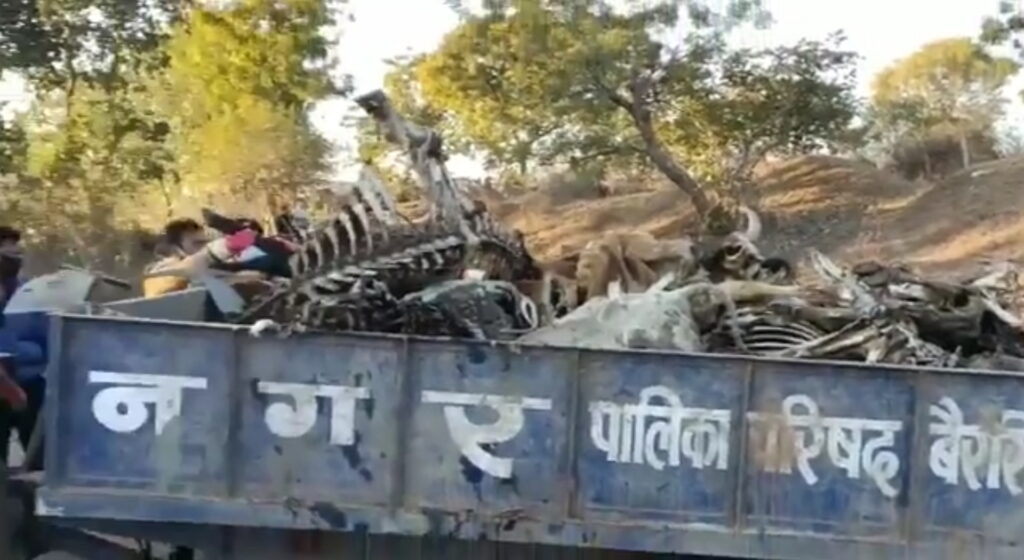 भाजपा नेता की गौशाला में सैकड़ों गायों की मौत पर शिवराज सरकार ने क्या कहा?